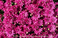 An original premium quality art print of Chrysanthemum Blooms a Sea of Purple Blooms for sale by Brandywine General Store