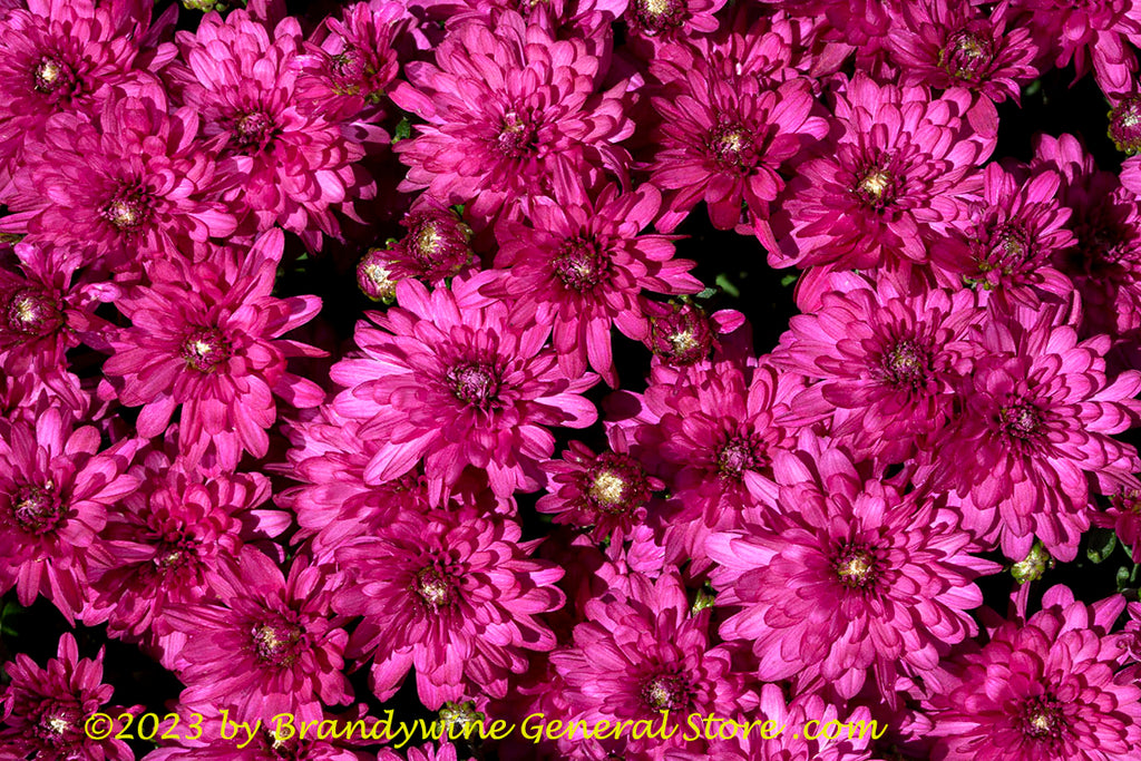 Chrysanthemum Blooms in Purple Colors art print | Brandywine General Store