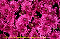 An original premium quality art print of Chrysanthemum Blooms in Purple Colors