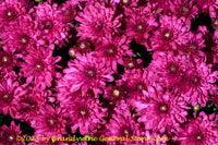 An original premium quality art print of Chrysanthemum Blooms in Purple Colors for sale by Brandywine General Store