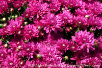 An original premium quality art print of Chrysanthemum Blooms in Purple for sale by Brandywine General Store