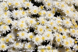 An original premium quality art print of Chrysanthemum Blooms in White with Yellow Centers for sale by Brandywine General Store