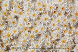 An original premium quality art print of Chrysanthemum a Solid Mat of White Blooms for sale by Brandywine General Store