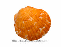 art print of Clam Shell in Orange
