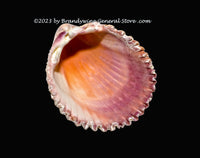 art print of Clam Shell the Under Side