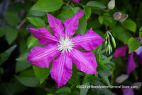 An original premium quality art print of Clematis Bloom in Purple with Buds for sale by Brandywine General Store