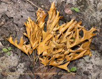 An original premium quality art print of Clump of Brown Leaves on Barren Ground for sale by Brandywine General Store