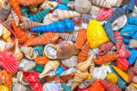 art print of Collection of Painted Sea Shells in many colors