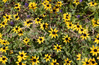 An original art print of Coneflowers Orange in Bed with Purple
