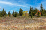 An art print of Cotton Grass, Yellow Tree and Spruce on Dolly Sods WV
