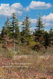 An art print of Cotton Grass and Tall Spruce Trees on Dolly Sods