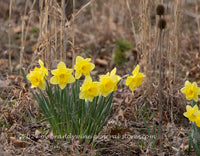 An original art print of Daffodils Among Dried Grasses and Teasel
