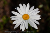 An original art print of Daisy a Single Bloom in the Sunshine 