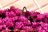 An original premium quality art print of Damselfly Attacking the Mums for sale by Brandywine General Store