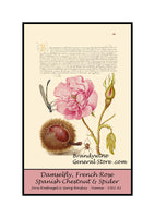 An archival premium quality poster style print of Damselfly, French Rose, Spanish Chestnut and Spider made from a medieval illuminated manuscript for sale by Brandywine General Store