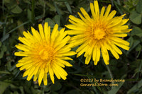 An original premium quality art print of Dandelions a Pair of Yellow Blooms for sale by Brandywine General Store