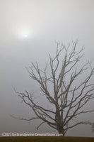 An original premium quality art print of Skeletal Tree Silhouette in Heavy Fog for sale by Brandywine General Store