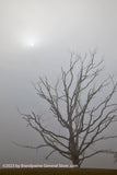 An original premium quality art print of Skeletal Tree Silhouette in Heavy Fog for sale by Brandywine General Store