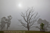 Dead Oak Tree and Locusts in Heavy Fog art print