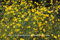 An original premium quality art print of Ditch Daisies Blooming Profusely