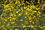An original premium quality art print of Ditch Daisies Blooming Profusely