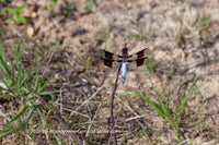 An original premium quality art print of Dragonfly on a Stick by the Pond for sale by Brandywine General Store