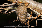 An art print of Dried Grass Around a Low Hanging Pine Cone