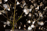 An art print of Dried Weeds in a Wild Night Landscape