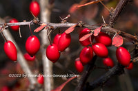 A premium quality art print of Barberry dry branches with red ripe berries for sale by Brandywine General Store