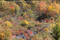 An original premium quality art print of Fall Bushes and Trees Down the Cliff at Dolly Sods WV for sale by Brandywine General Store