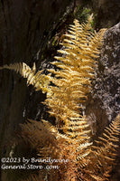 An art print of Fall Fern Growing in a Rock Chasm in Dolly Sods WV