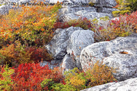 An art print of Fall Garden Escaping over Rock Wall in Dolly Sods WV