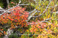 An art print of Fall Leaves Growing thru Fallen Dead Tree in Dolly Sods WV