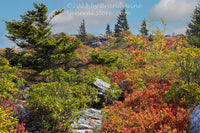 An original premium quality art print of Autumn on a Brush Covered Bank in Dolly Sods WV for sale by Brandywine General Store