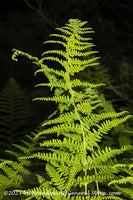 An original premium quality art print of Fern Frond Snaking into the Night for sale by Brandywine General Store