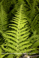 An original premium quality art print of Fern Frond at Night Away from the Crowd for sale by Brandywine General Store