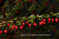 A premium quality art print of Barberry Red Berries in a Festive Strand