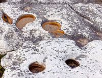 A premium quality botanical art print of Sunken Garden Bed in Dolly Sods WV