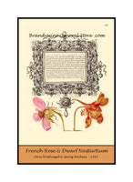 An archival premium quality poster style print of French Rose and Dwarf Nasturtium made from an illuminated manuscript page for sale by Brandywine General Store