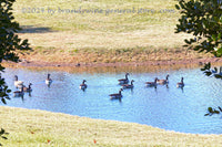An original premium quality Civil War art print of Geese on Creek Between the Dogan House and Stonewall Cemetery for sale by Brandywine General Store