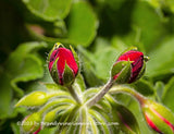 An art print of Geranium Buds Macro with Leaves Background