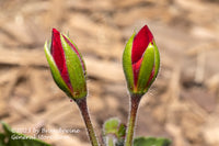 An art print of Geranium Buds Macro with Mulch Background