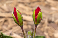 An original premium quality art print of Geranium Buds Macro with Mulch Background for sale by Brandywine General Store