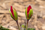 An art print of Geranium Buds Macro with Mulch Background