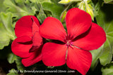 An original art print of Geranium a Pair of Single Red Blooms