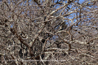 An original premium quality art print of Gnarled Tree Trunk with Twisted Branches for sale by Brandywine General Store