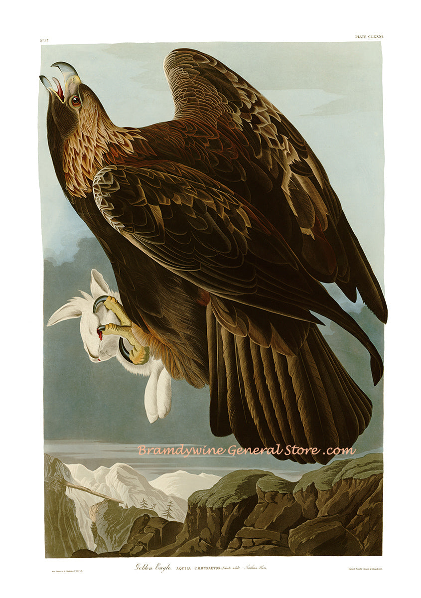 An archival premium Quality Art Print of the Golden Eagle by John James Audubon for sale by Brandywine General Store