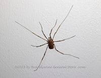 An original premium quality art print of Granddaddy Long Legs Spider on a White Column for sale by Brandywine General Store