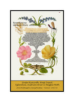 An archival premium quality poster style print of Grape Hyacinth, Wasp like Insect, Eglantine, Austrian Brier and Magpie Moth made from an illuminated manuscript for sale by Brandywine General Store