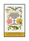 An archival premium quality poster style print of Grape Hyacinth, Wasp like Insect, Eglantine, Austrian Brier and Magpie Moth made from an illuminated manuscript for sale by Brandywine General Store